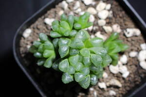 Haworthia /スターサファイア　ハオルチア　管理266