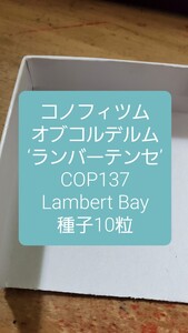 コノフィツム　オブコルデルム ‘ランバーテンセ’ COP137 種子10粒