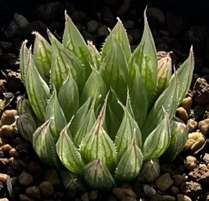 ハオルチア　Haworthia cooperi var.isabellae MBB6910 De Plaat