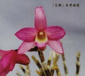 ♪山野草、セッコク、長生蘭 『炎舞』♪