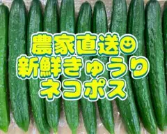 農家直送新鮮野菜きゅうり