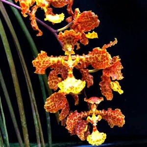 Trichocentrum stacyi　4