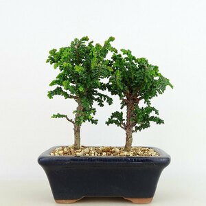 盆栽 桧 石化桧 樹高 約11cm せっかひのき Chamaecyparis obtusa セッカヒノキ 寄せ ヒノキ科 常緑樹 観賞用 小品 現品