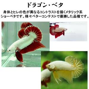 【マツヨシワールド】　レッドドラゴンベタ おまかせ(オスのみ)[生体] ベタ 観賞魚（死着保証あり）