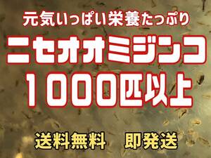 自家培養の元気いっぱい栄養たっぷりのニセオオミジンコ　約１０００匹以上 めだか等のエサに