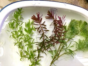 ☆送料無料！ 無農薬 水草３種セットA ロタラ・カボンバ・パールグラス