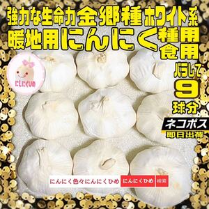 9球分　金郷種　最強？　食用兼用　即出荷　にんにくひめ　にんにく