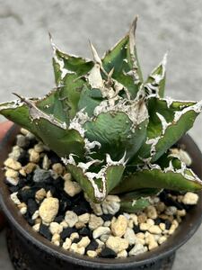 Ｙ- 1 【AGAVE TITANOTA ‘no-name’】ブツブツ　強鋸歯　ポテンシャル株 子株付き