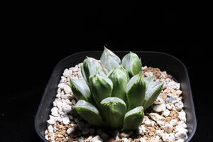 ラブハート　Haworthia　ハオルチア　管理17