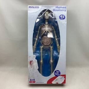 ■MiniLAND EDUCATONAL Human Anatomy 人体模型 45pics 全長約57 骨格/内臓模型 中古品 /1.93kg