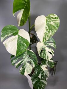 モンステラ斑入り ホワイトタイガー Monstera borsigiana 極斑