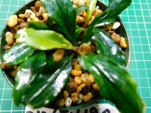 ◎2126TN180　 (自家栽培）水草　ブセファランドラ　Bucephalandra sp. Pina②