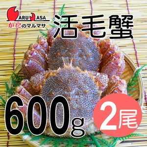 【かにのマルマサ】北海道産 特大 活毛ガニ600g 2尾セット