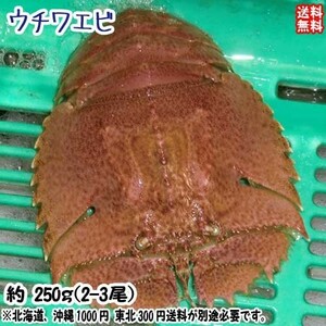 愛媛 活き ウチワエビ 2-4尾 200~250g分 幻の海老 浜から直送 送料無料 北海道・沖縄・東北は別途送料 宇和海の幸問屋