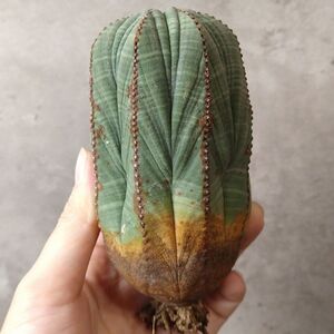 【B6784】★超巨大11cm株！！【SS級！極上特選大株！！】ユーフォルビア オベサ Euphorbia obesa ( 検索 アガベ 多肉植物 )