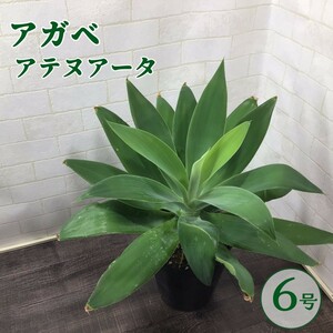 アガベ アテヌアータ 6号 鉢植え ドライガーデン 多肉植物