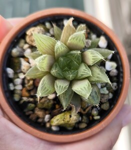 ハオルチアチャイナドレス　多肉植物　苗