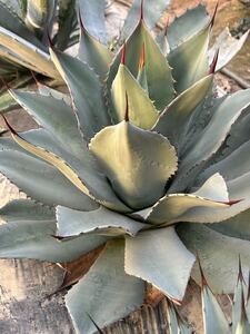 Agave hybrid ovaticata ovatifolia x truncata アガベ　ハイブリッド　オバティカータ　オバティフォリア　× トランカータ　大株　