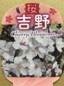 桜(吉野さくら)苗木