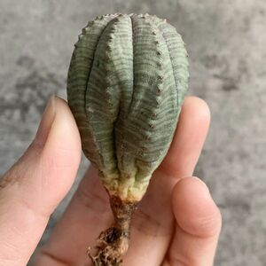 【B5631】【選抜株】ユーフォルビア オベサ Euphorbia obesa ( 検索 アガベ 塊根植物 多肉植物 )