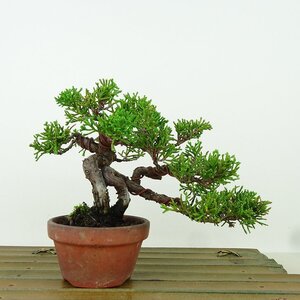 盆栽 真柏 樹高 約11cm しんぱく Juniperus chinensis シンパク ヒノキ科 常緑樹 観賞用 小品 現品