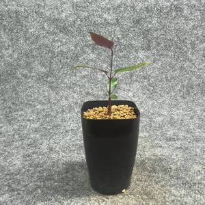 【鉢ごと発送】ペトペンチア ナタレンシス / Petopentia natalensis /【実生】/ 2号鉢 / 【現品】24-7-23-15