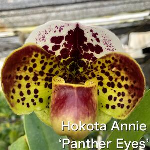 洋蘭　パフィオ　Paph Paphiopedilum Hokota Annie ‘Panther Eyes’