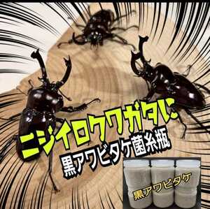 ニジイロクワガタに抜群！極上　黒アワビタケ菌糸瓶【7本】特殊アミノ酸強化！色虫、オオクワガタ、ヒラタの初令、2令幼虫にもお薦めです！