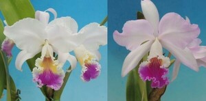 T♪洋蘭　Cattleya mendelii x sib.(s/a(原産地由来個体) x `Ana