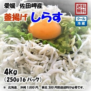 釜揚げしらす 4kg (250g×16p） 冷蔵便 愛媛 佐田岬産 浜から直送 無添加/無着色 送料込み 浜から直送 北海道/沖縄/東北は別途送料