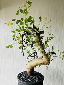 発根済株 Commiphora kataf コミフォラ カタフ /みやび鉢 限定 オペルクリカリア フォークイエリア グラキリス 大株