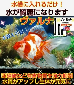 水槽の水が綺麗になります！売れてます！【ヴァルナ23センチ】病原菌や感染症を強力抑制！透明度がアップし生体が活性化！水替え不要に！