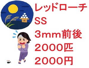 レッドローチ　SS ３ｍｍ前後 ２０００匹　２０００円