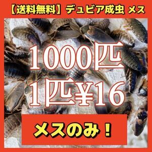 【デュビア成虫メス】1000匹＊送料無料！