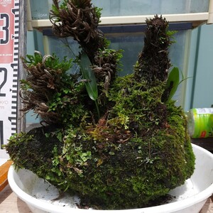 直ぐ苔の着く軽石☆軽石植え☆イワヒバ☆岩松☆オオイワチドリ☆⑦