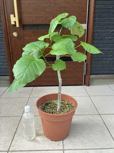 【現品】フィカス・ウンベラータ（Ficus umbellata）8号