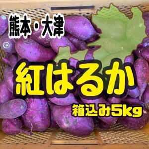 熊本県産　大津　紅はるか　5kg(送料無料)