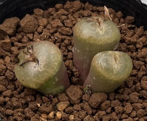 コノフィツム　Conophytum koubergense (レンズ窓タイプ) ②