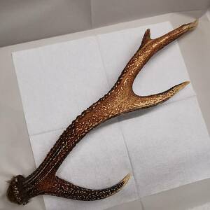 ◆鹿の角 1本 重さ:520g サイズ:約 53cm 根元周り長:約 11.8cm◆標本 剥製 オブジェ 飾り 加工材料 犬のおもちゃ シカ/産地等詳細不明