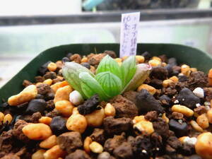 多肉植物　ハオルチア　紫ドドソン×オブツーサ錦黄色斑　２３４
