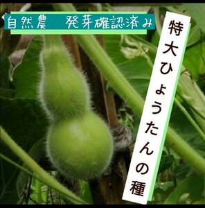 【自然農】特大ひょうたんの種　5粒　ヒョウタンアートに◎瓢箪ランプ　入れ物づくり　家庭菜園　園芸