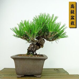 盆栽 松 黒松 瑞宝 樹高 約20cm くろまつ 高級盆栽 Pinus thunbergii クロマツ マツ科 常緑針葉樹 観賞用 小品 現品