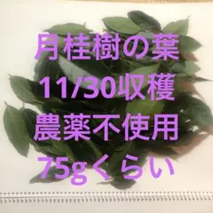 新鮮な月桂樹の葉 料理用　約75g