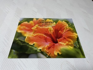 ハワイカレンダー2024（Flowers　of Hawaii）