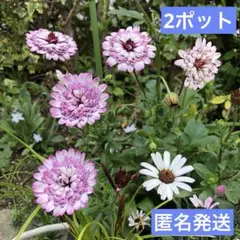 オステオスペルマムC 花苗　宿根草