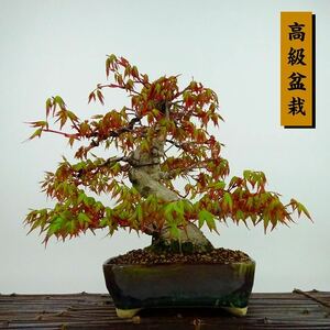 盆栽 紅葉 樹高 約21cm もみじ 高級盆栽 Acer palmatum モミジ カエデ科 落葉樹 観賞用 現品