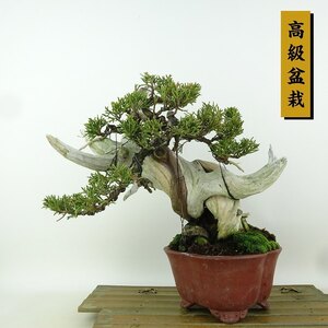 盆栽 真柏 樹高 約22cm しんぱく 高級盆栽 Juniperus chinensis シンパク “ジン シャリ” ヒノキ科 常緑樹 観賞用 現品