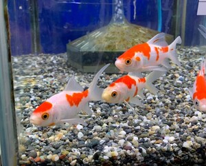 （金魚）コメット　Sサイズ　約6cm　1匹　※カラー/ 雌雄の指定不可