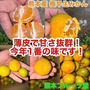 【今期1番美味い】即発送！熊本産 早生みかん【小玉優品約5k熊本フルーツ堂81