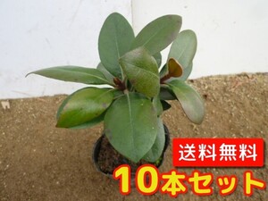 シャリンバイ 樹高0.3m前後 10.5cmポット （10本セット）（送料無料） 苗 植木 苗木 庭